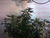 2011-02-21 22.35.05_Harrison_Michigan_US.jpg