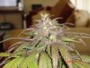 GreenthumbSeeds_Kashmiri.jpg