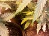 IMG_20110222_073820.jpg