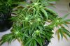 Flowering og kush,15 days.jpg