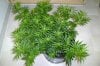 Trainwreck 8 days flowering.jpg