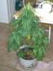 new leaves 005.jpg