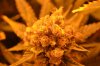 Day 55 of 1st harvest (3).jpg