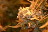 Day 55 of 1st harvest (1).jpg