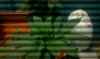 IMAG0599.jpg