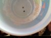 seeds in water.jpg