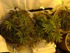 New Nutes For Flowering 005.jpg