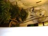 New Nutes For Flowering 007.jpg