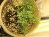 New Nutes For Flowering 004.jpg