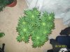 100_1927.jpg 100_1927.jpg