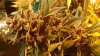 Blackberry Wk9 a.jpg