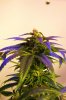 DSC01366.jpg
