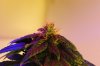 DSC01369.jpg