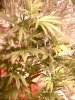 pics 042.jpg