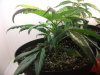 420 014.jpg
