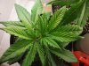 420 011.jpg