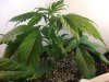 420 013.jpg