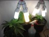 420 018.jpg