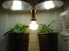 DSC00342.jpg
