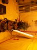 100_2585.jpg