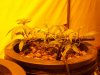 100_2594.jpg