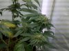 IMG_20110227_035327.jpg