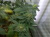 IMG_20110227_035348.jpg