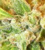close up 010.jpg