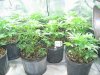 Day 21 from breaking soil (23 from seed planting) 001.jpg