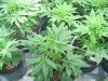 Day 21 from breaking soil (23 from seed planting) 003.jpg