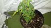 2011-02-27_12-17-07_491.jpg