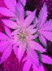 IMG_0577.jpg