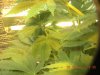 grow pics 22-26-2011 005.jpg