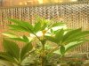 grow pics 22-26-2011 002.jpg