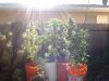 big plants.jpg big plants.jpg