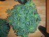 2-15-11 e.jpg 2-15-11 e.jpg