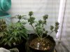 IMG_20110302_230921.jpg