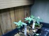 IMG_20110303_000647.jpg