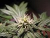 nov14 hermie1.jpg