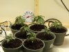 Garden 604.jpg