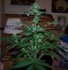 Plant.jpg