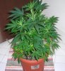 DSCN1815.jpg DSCN1815.jpg