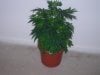 DSCN1856.jpg DSCN1856.jpg