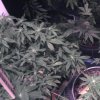 Sour Grape.jpg