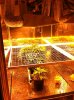 Day Before Flowering (7).jpg Day Before Flowering (7).jpg
