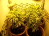 plants 0061.jpg