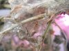 DSCF0588.jpg