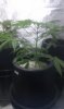 IMAG0244.jpg