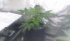 IMAG0243.jpg