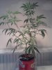 Photo0164.jpg